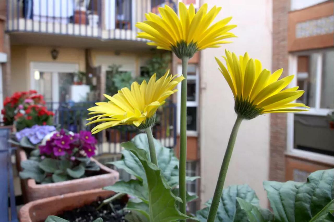 Apartamento Azahara Kordoba Bagian luar foto